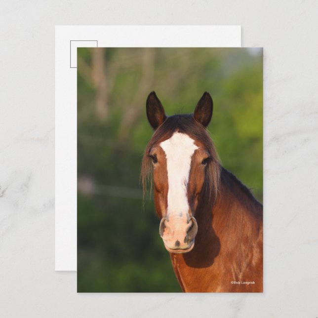 Bob Langrish | Clydesdale headshot Postcard (Front/Back)