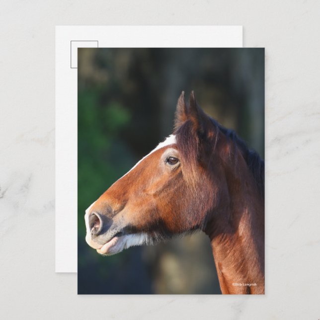 Bob Langrish | Clydesdale headshot Postcard (Front/Back)