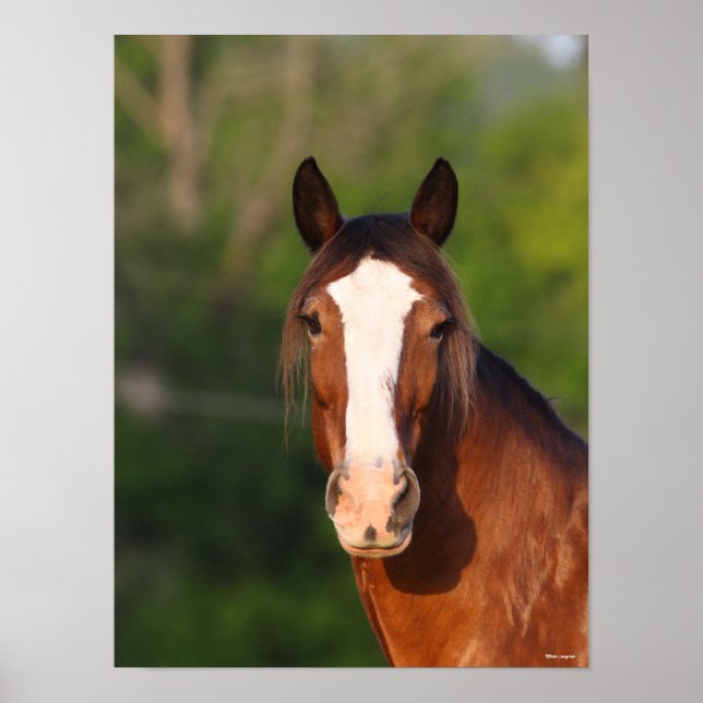Bob Langrish | Clydesdale headshot Poster (Front)