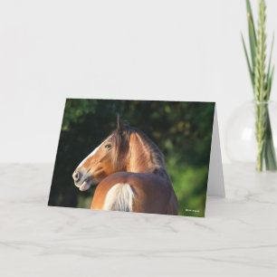 Bob Langrish   Clydesdale Horse headshot Card