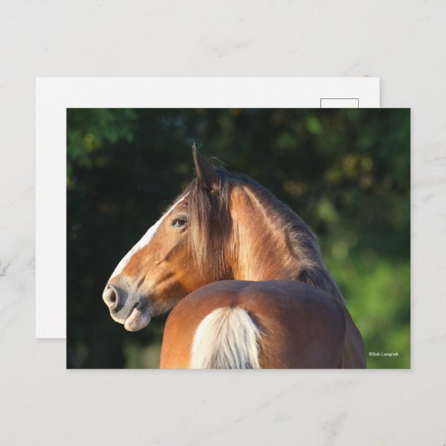 Bob Langrish | Clydesdale Horse headshot Postcard (Front/Back)