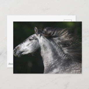 Bob Langrish Dapple Grey Andalucian headshot Postcard