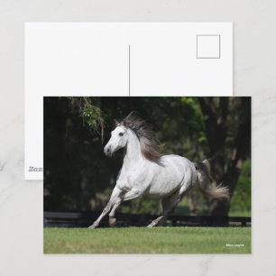 Bob Langrish Dapple Grey Andalucian Running Postcard