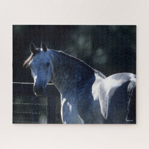 Bob Langrish Dapple Grey Arab Headshot Backlit Jigsaw Puzzle