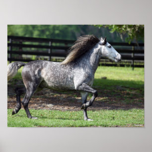 Bob Langrish Dapple Grey Lusitano Stallion Poster
