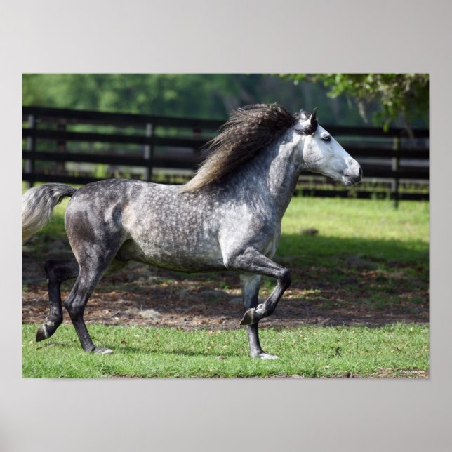 Bob Langrish | Dapple Grey Lusitano Stallion Poster (Front)
