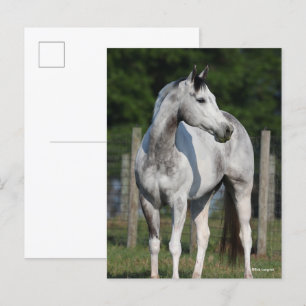 Bob Langrish Dapple Grey Quarter Horse Standing Postcard