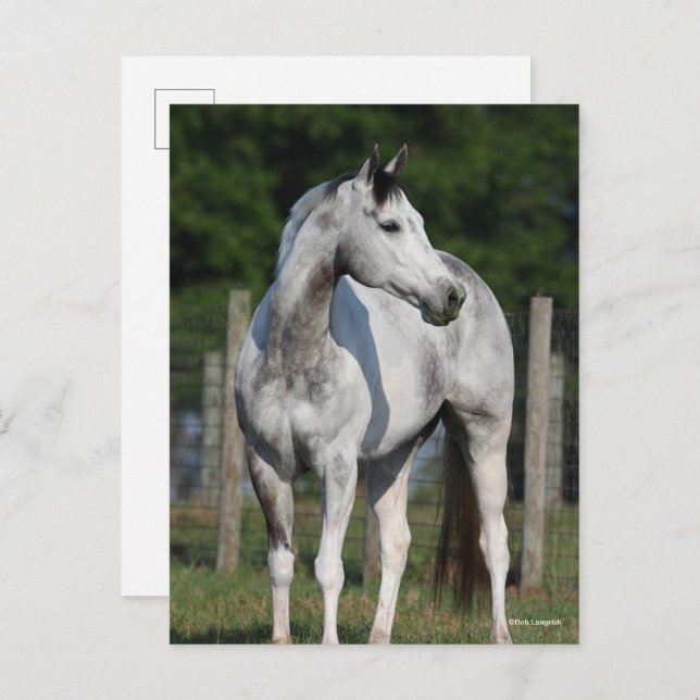 Bob Langrish | Dapple Grey Quarter Horse Standing Postcard (Front/Back)