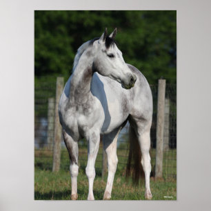 Bob Langrish Dapple Grey Quarter Horse Standing Poster