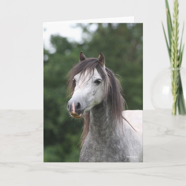 Bob Langrish | Dapple Grey Welsh Pony Headshot Card (Front)