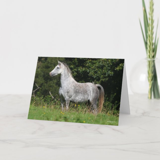 Bob Langrish | Dapple Grey Welsh Pony Standing Card (Front)