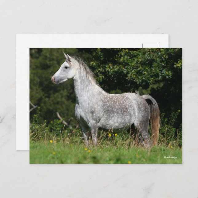 Bob Langrish | Dapple Grey Welsh Pony Standing Postcard (Front/Back)