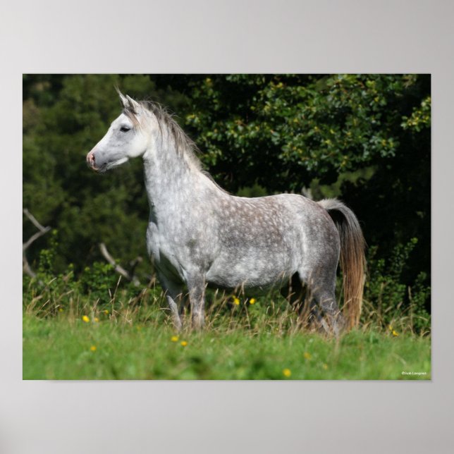 Bob Langrish | Dapple Grey Welsh Pony Standing Poster (Front)