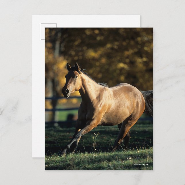 Bob Langrish | Dun Quarter Horse Running Postcard (Front/Back)