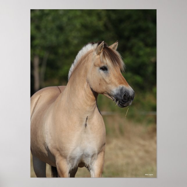 Bob Langrish | Fjord Horse Standing Headshot Poster (Front)