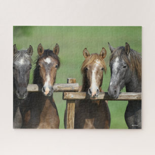 Bob Langrish   Four Andalucian Youngstock At Fence Jigsaw Puzzle