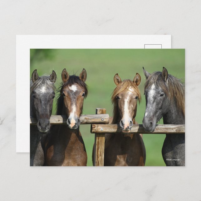Bob Langrish | Four Andalucian Youngstock At Fence Postcard (Front/Back)