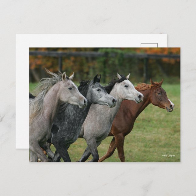 Bob Langrish | Four Arab Horses Racing Headshot Postcard (Front/Back)