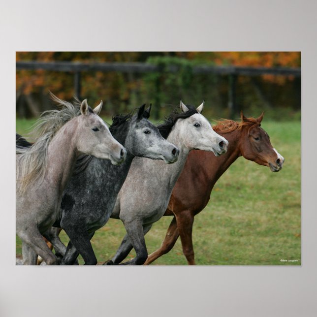 Bob Langrish | Four Arab Horses Racing Headshot Poster (Front)