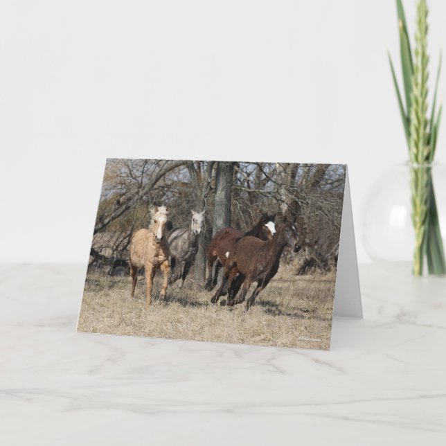 Bob Langrish | Four Bashkir Curly Horses Running Card (Front)