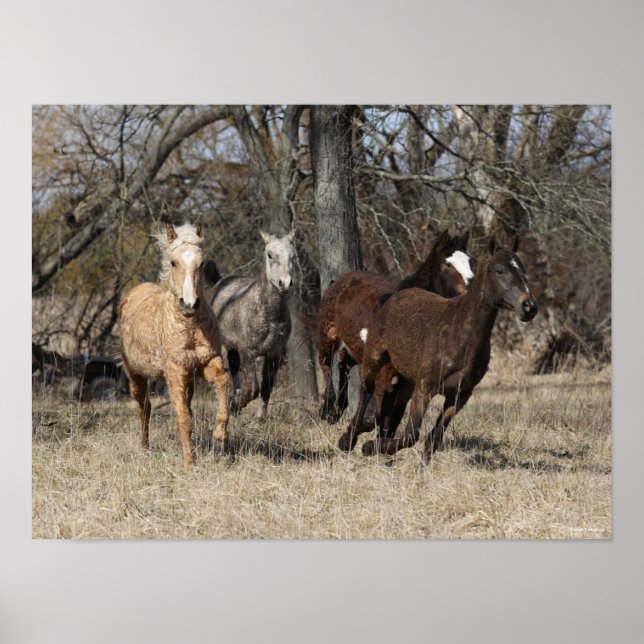 Bob Langrish | Four Bashkir Curly Horses Running Poster (Front)