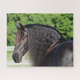 Bob Langrish   Friesian Horse Standing headshot Jigsaw Puzzle