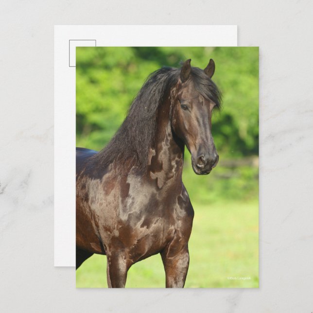 Bob Langrish | Friesian Horse Standing Headshot Postcard (Front/Back)