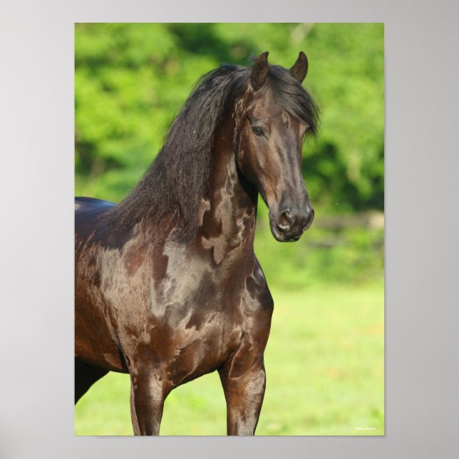 Bob Langrish | Friesian Horse Standing Headshot Poster (Front)