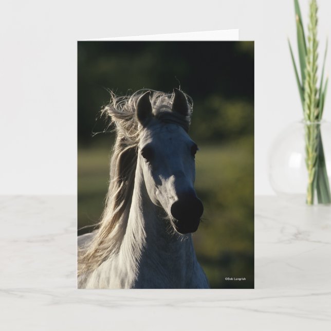 Bob Langrish | Grey Andalucian Headshot Backlit Card (Front)