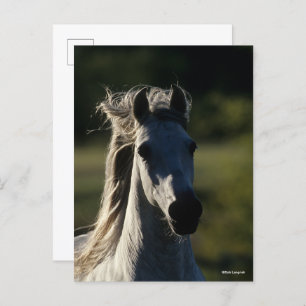 Bob Langrish Grey Andalucian Headshot Backlit Postcard