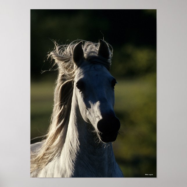 Bob Langrish | Grey Andalucian Headshot Backlit Poster (Front)