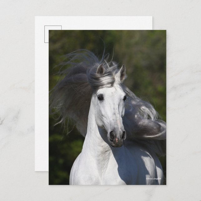 Bob Langrish Grey Andalucian headshot Mane Flowing Postcard (Front/Back)