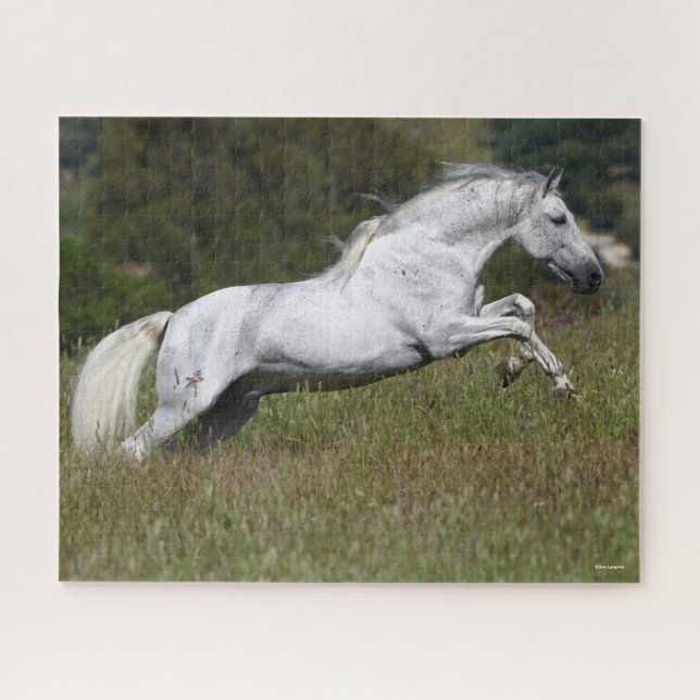 Bob Langrish Grey Andalucian Leaping Through Grass Jigsaw Puzzle (Horizontal)