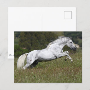 Bob Langrish Grey Andalucian Leaping Through Grass Postcard