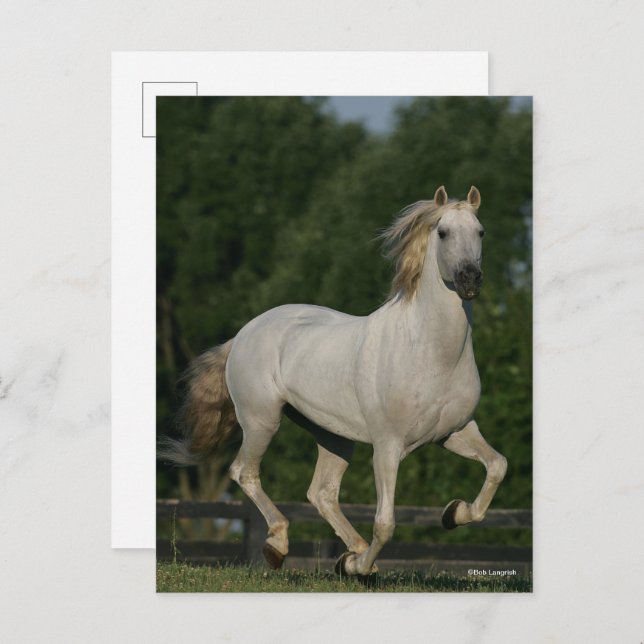 Bob Langrish | Grey Andalucian Running Postcard (Front/Back)