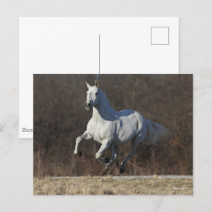 Bob Langrish Grey Andalucian Running Postcard