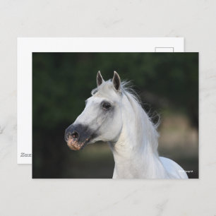 Bob Langrish Grey Andalucian Stallion Headshot 6 Postcard