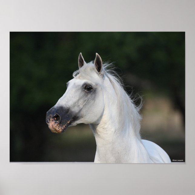Bob Langrish | Grey Andalucian Stallion Headshot 6 Poster (Front)