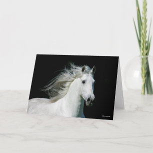 Bob Langrish   Grey Andalucian Stallion Headshot Card