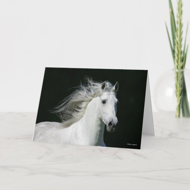 Bob Langrish | Grey Andalucian Stallion Headshot Card (Front)