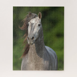 Bob Langrish   Grey Andalucian Stallion Headshot Jigsaw Puzzle