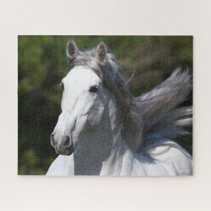 Bob Langrish   Grey Andalucian Stallion Headshot Jigsaw Puzzle
