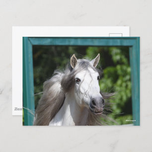 Bob Langrish Grey Andalucian Stallion Headshot Postcard