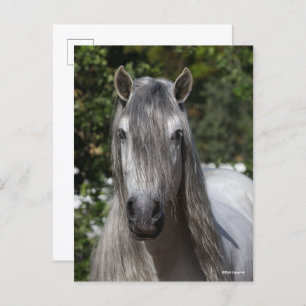 Bob Langrish Grey Andalucian Stallion headshot Postcard