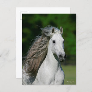 Bob Langrish Grey Andalucian Stallion Headshot Postcard