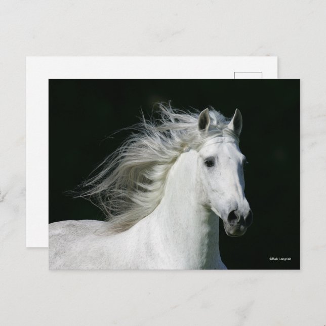 Bob Langrish | Grey Andalucian Stallion Headshot Postcard (Front/Back)