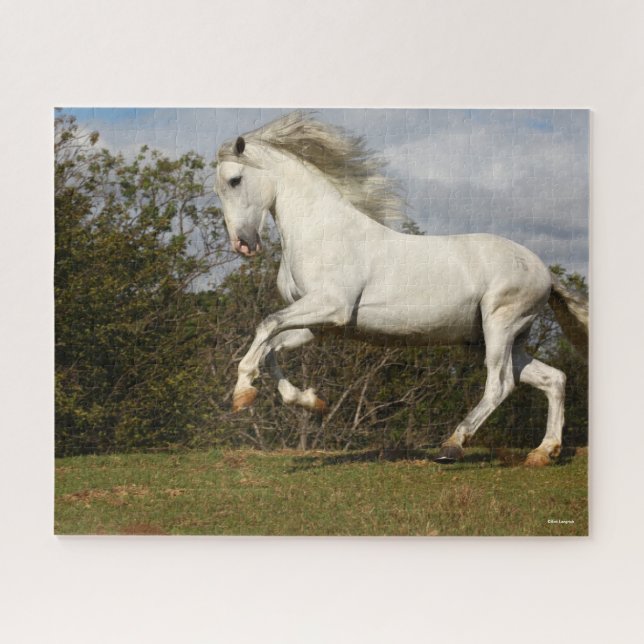 Bob Langrish | Grey Andalucian Stallion Leaping Jigsaw Puzzle (Horizontal)