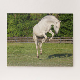 Bob Langrish   Grey Andalucian Stallion Leaping Jigsaw Puzzle