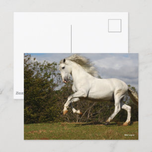 Bob Langrish Grey Andalucian Stallion Leaping Postcard