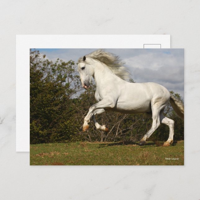 Bob Langrish | Grey Andalucian Stallion Leaping Postcard (Front/Back)